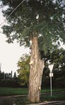 Schadbild am Baum